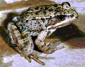 I.B.b.3 red-legged frog